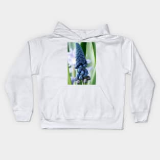 Bellevalia paradoxa  Grape hyacinth  syn.  Muscari paradoxum Kids Hoodie